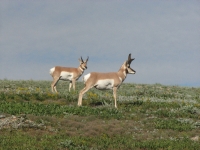 Pronghorn Antelope